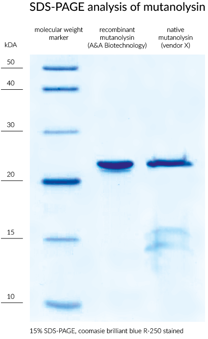 mutanolysin sds-page