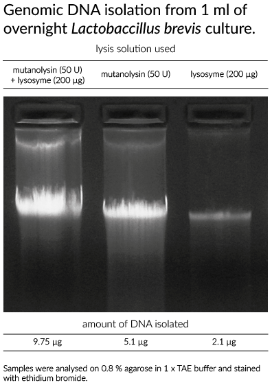 mutanolysin and lysozyme synergism